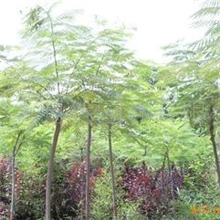 济宁苗木工程－承包各种园林绿化工程提供园林绿化设计