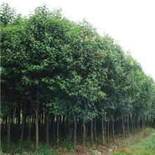供应绿化苗木，乔木类园林绿化苗木