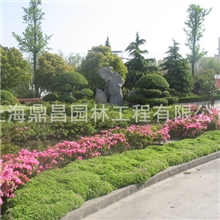 供应工厂绿化绿化施工上海绿化养护绿化工程及后期养护服务