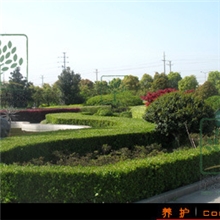 提供上海工厂绿化工程施工服务