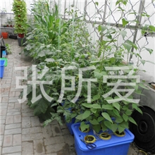 阳台种菜设备无土栽培设备家庭园艺家庭种菜