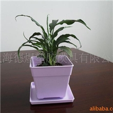 维罗纳品牌紫色小花盆与植物搭配室内小盆栽方形塑料花盆