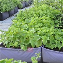 供应多款植树袋种植袋种植花盆家庭园艺资材