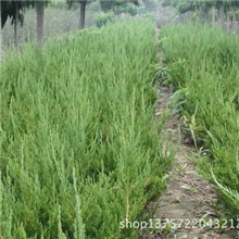 厂家热销长期供应小龙柏规格齐全欲购从速