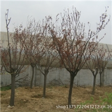 长期供应现货出售纯正正品紫叶李欲购从速