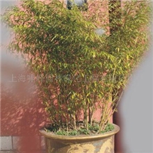 供应园林工程小品.花卉盆景租赁.景观护养