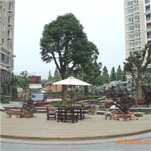 供应园林绿化.花卉盆景.盆景租赁;花木.花卉护养