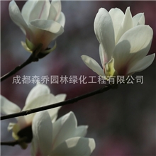 白玉兰花苗森乔花苗