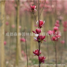 西南最好成都森乔园林的四代红花玉兰小苗50到180高