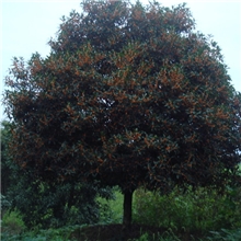 直销桂花树，福建红花丹桂树，规格齐全、批发丹桂两年树苗4毛钱