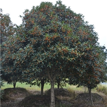 精品福建红花丹桂树、桂花树、树苗、批发两年丹桂苗木0.5元