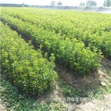 产地大量供应两年丹桂苗木和0.8--1.5米移栽树苗，品质好价格合理