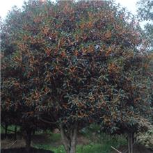 供应批发五针松，造型五针松，，大量销售各种规格福建红花丹桂树