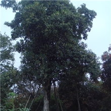 八月桂，桂花，福建红花丹桂，产品优异，质量保证，批发两年树苗