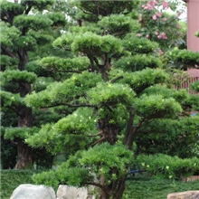 大量批发罗汉松、丹桂树桂花小苗、四季桂小苗品质优异、质量保证