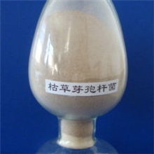 供应枯草芽孢杆菌原粉