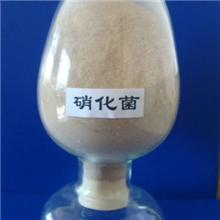 供应硝化菌原粉