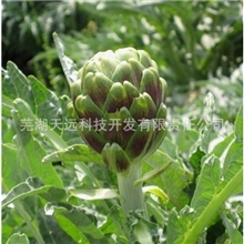 朝鲜蓟提取物-洋蓟酸，绿原酸，咖啡奎宁酸