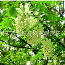 原料药槐米提取物98%芦丁