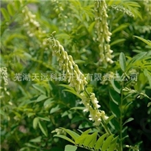 苦参提取物苦参碱单体