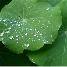 荷叶疏水防污剂荷叶效果促进剂