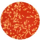 供应W0.5-W60人造金刚石微粉