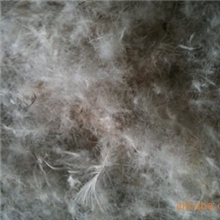 70%灰鸭绒