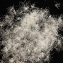 80%水洗白鸭绒羽绒羽毛支持小公斤发货