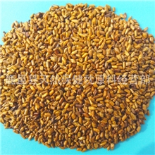 供应进口决明子精品！