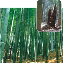 绿色优质三明、永安毛竹批量供应