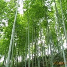 农场直销绿色优质永安毛竹