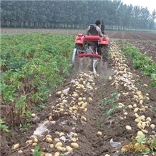 洪珠马铃薯收获机山东省农业机械鉴定站鉴定合格产品土豆收割机