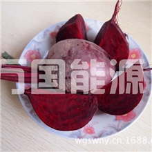 甜菜根红着色剂原材料新鲜多汁甜菜根批发