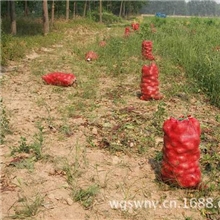 优质红甜菜根批发