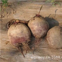 沛县150亩新鲜红甜菜正式上市优质红甜菜批发