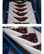 供应蓝莓输送带冲孔输送带挑选输送带