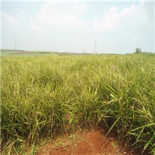 供应大量良姜、高良姜、小良姜种苗