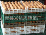 塑料鸡蛋托盘陈列蛋托