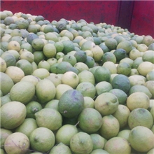 大量供应鲜柠檬