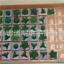 泡大仙人掌膨胀植物会长大的仙人球植物小玩具批发新奇特玩具