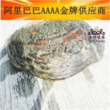 HB-003供应河蚌珍珠河蚌原料珍珠河蚌现场加珍珠河蚌