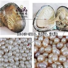 HB-005供应河蚌珍珠河蚌原料珍珠河蚌现场加珍珠河蚌