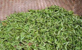 2013年新茶批发龙井厂价直销大量批发春茶上市自产自销实惠