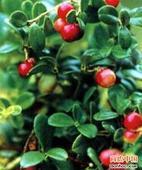 大量供应植物提取物熊果素阿尔法熊果苷，含量99%