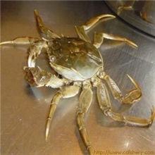 供应河蟹螃蟹龙虾膨化配合饲料