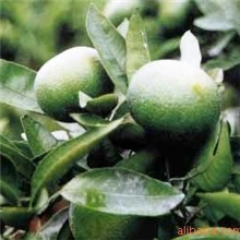 新橙皮苷二氢查尔酮