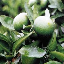 高倍甜味剂新橙皮苷二氢查尔酮