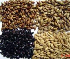 厂家供应黑麦芽,大麦芽