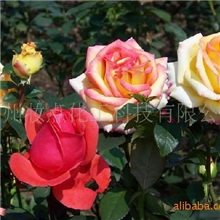 玫瑰花水高原玫瑰纯露9.4备货节批发可以口服的玫瑰原液