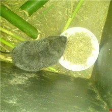 4%竹鼠预混料（高效速长）竹鼠预混料竹鼠专用添加剂